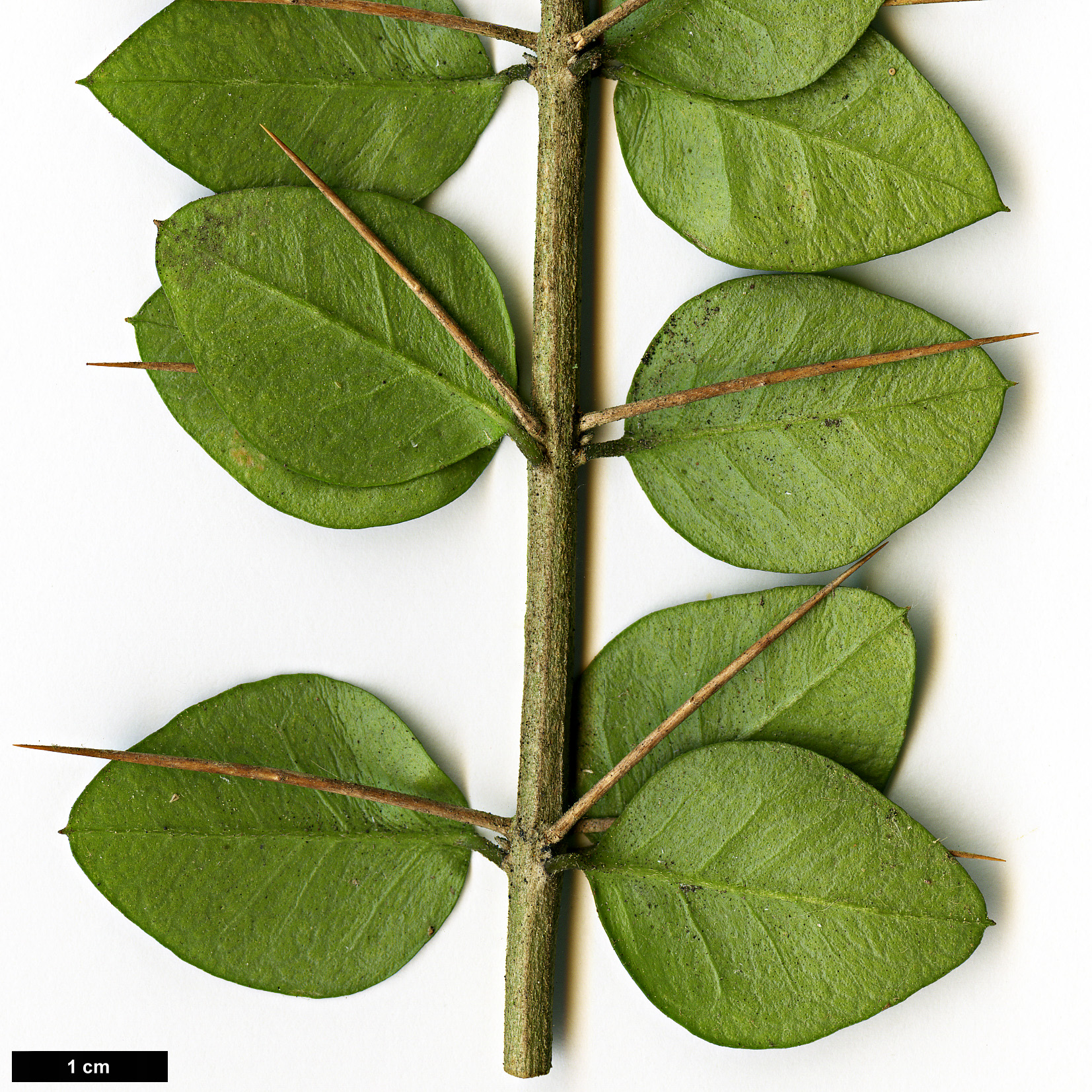 High resolution image: Family: Verbenaceae - Genus: Rhaphithamnus - Taxon: spinosus